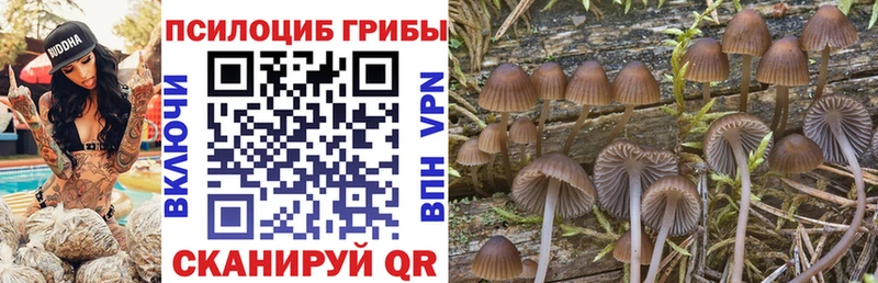 Псилоцибиновые грибы GOLDEN TEACHER KRAKEN Каменногорск как найти наркотики